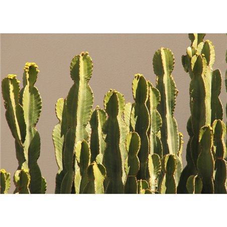 Lampa wisząca Kaktusowy Las